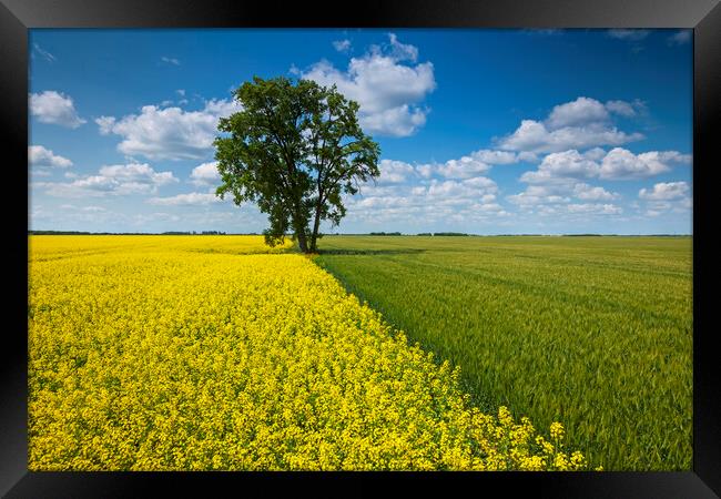 canola and spring wheat fields with cottonwood tree Framed Print by Dave Reede