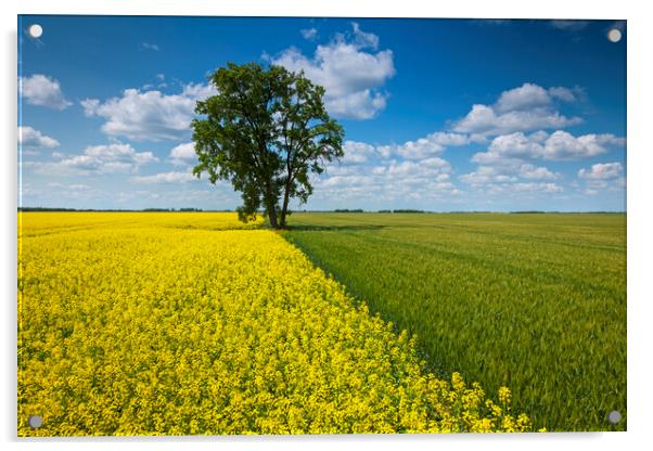 canola and spring wheat fields with cottonwood tree Acrylic by Dave Reede