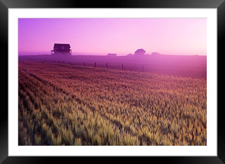 Durum Wheat Field Framed Mounted Print by Dave Reede
