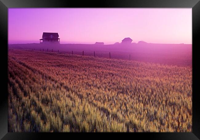 Durum Wheat Field Framed Print by Dave Reede