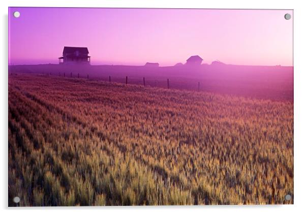 Durum Wheat Field Acrylic by Dave Reede