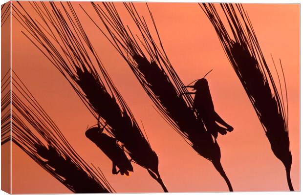 Grasshoppers on Durum Wheat Canvas Print by Dave Reede