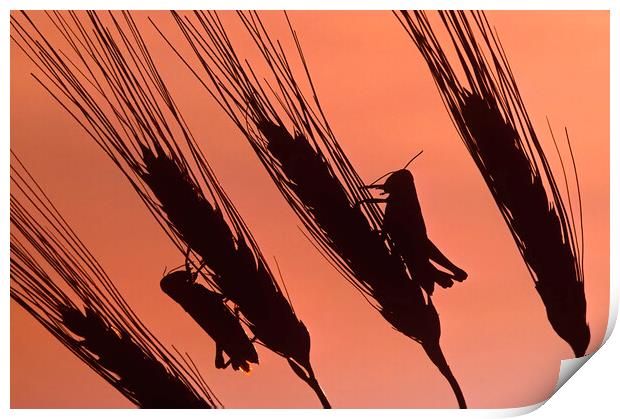 Grasshoppers on Durum Wheat Print by Dave Reede