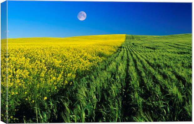 Mustard and Wheat Fields Canvas Print by Dave Reede