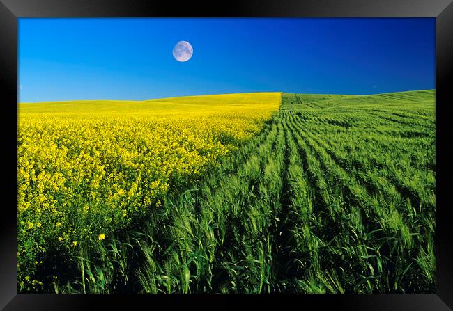 Mustard and Wheat Fields Framed Print by Dave Reede