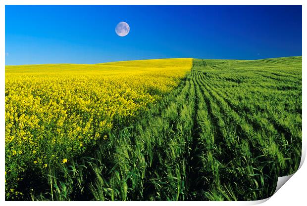 Mustard and Wheat Fields Print by Dave Reede