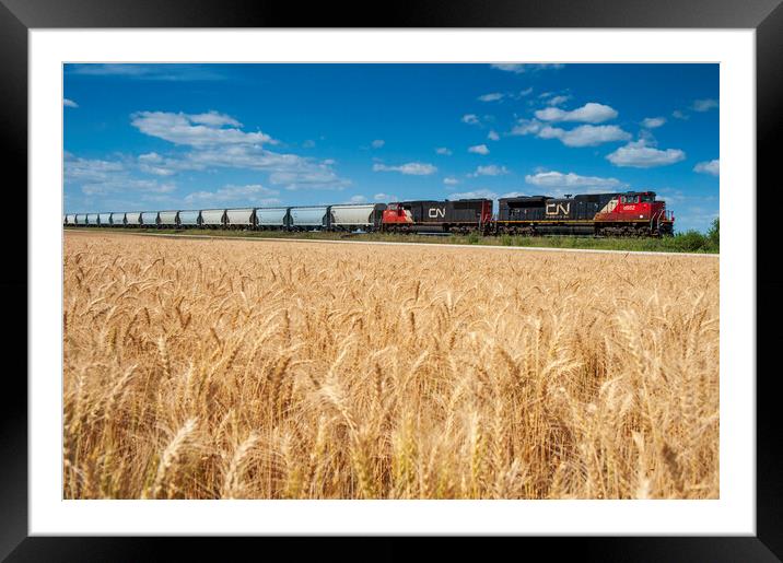 train carrying hopper cars passes a mature spring wheat field Framed Mounted Print by Dave Reede