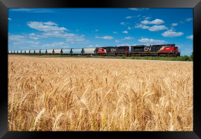 train carrying hopper cars passes a mature spring wheat field Framed Print by Dave Reede