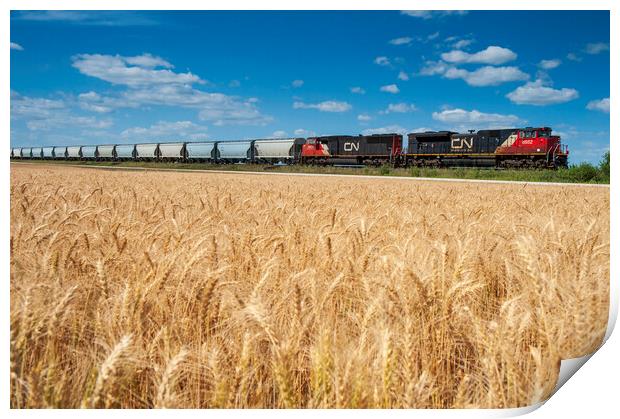 train carrying hopper cars passes a mature spring wheat field Print by Dave Reede
