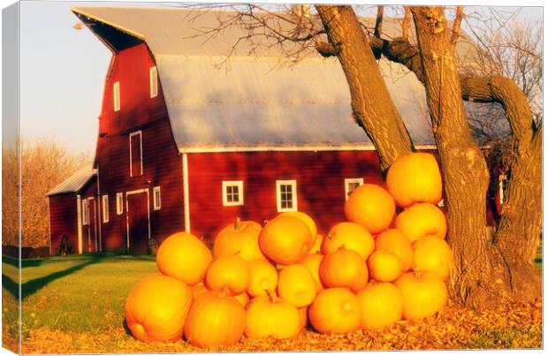 pumpkins next to red barn Canvas Print by Dave Reede