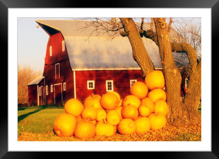 pumpkins next to red barn Framed Mounted Print by Dave Reede