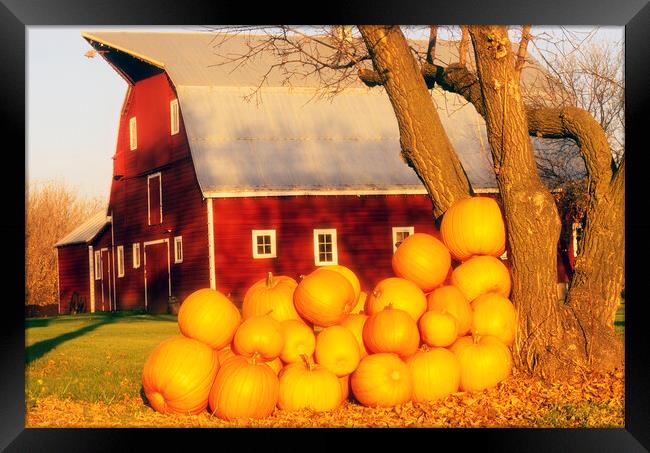 pumpkins next to red barn Framed Print by Dave Reede