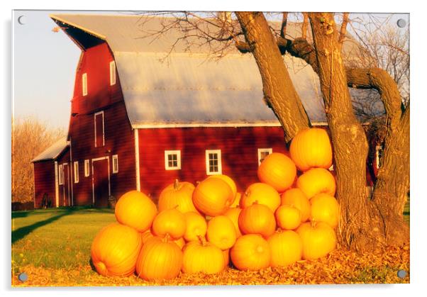 pumpkins next to red barn Acrylic by Dave Reede