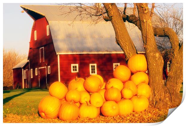 pumpkins next to red barn Print by Dave Reede