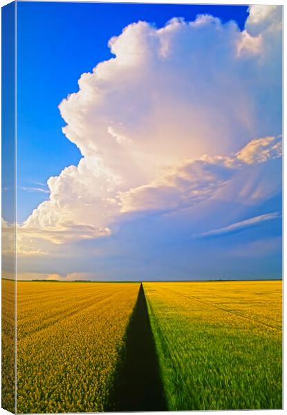 barley and canola patterns with cumulonimbus cloud mass Canvas Print by Dave Reede