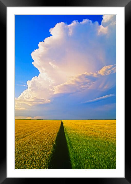barley and canola patterns with cumulonimbus cloud mass Framed Mounted Print by Dave Reede
