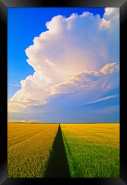 barley and canola patterns with cumulonimbus cloud mass Framed Print by Dave Reede