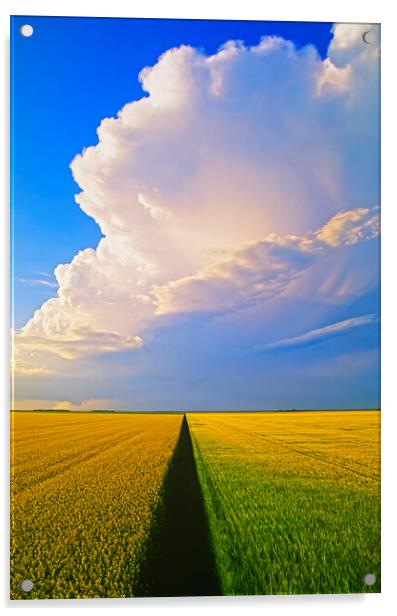 barley and canola patterns with cumulonimbus cloud mass Acrylic by Dave Reede