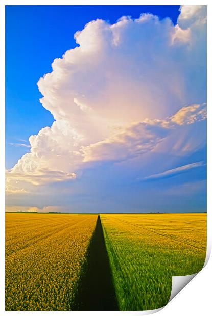barley and canola patterns with cumulonimbus cloud mass Print by Dave Reede