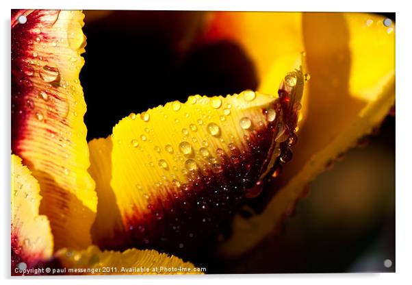 Sunny morning tulip Acrylic by Paul Messenger