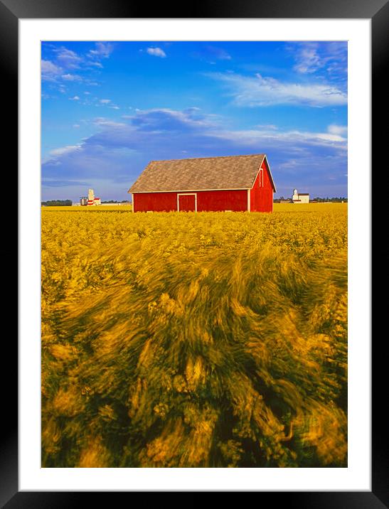 a field of bloom stage canola with shed and grain elevators in the backgroundin the background Framed Mounted Print by Dave Reede
