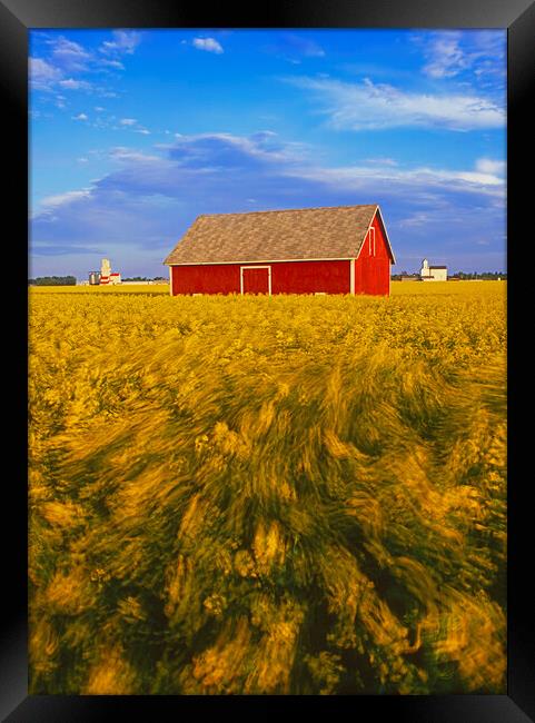 a field of bloom stage canola with shed and grain elevators in the backgroundin the background Framed Print by Dave Reede
