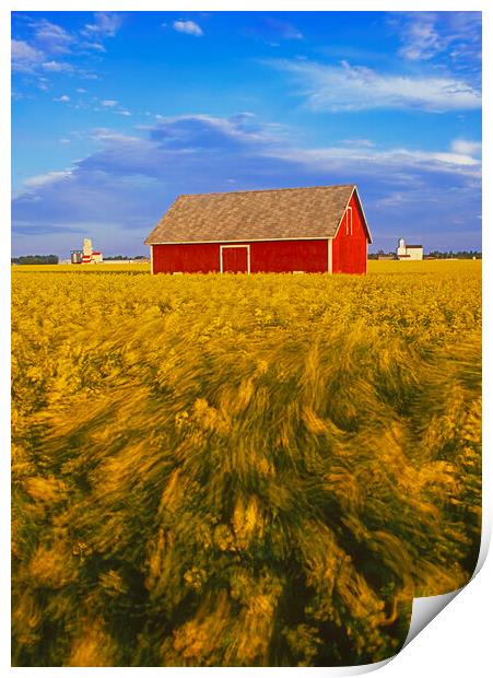 a field of bloom stage canola with shed and grain elevators in the backgroundin the background Print by Dave Reede