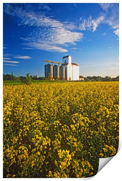 canola field with grain elevator Print by Dave Reede