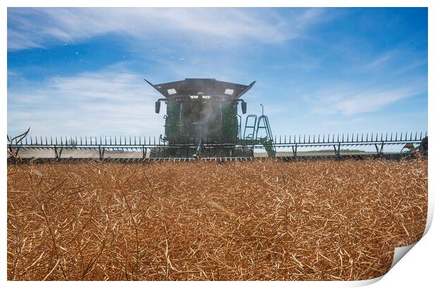 canola harvest Print by Dave Reede