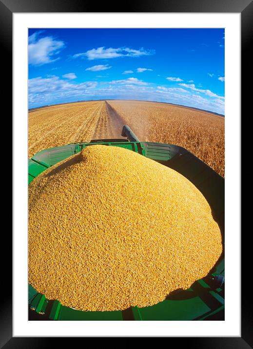 corn harvest Framed Mounted Print by Dave Reede