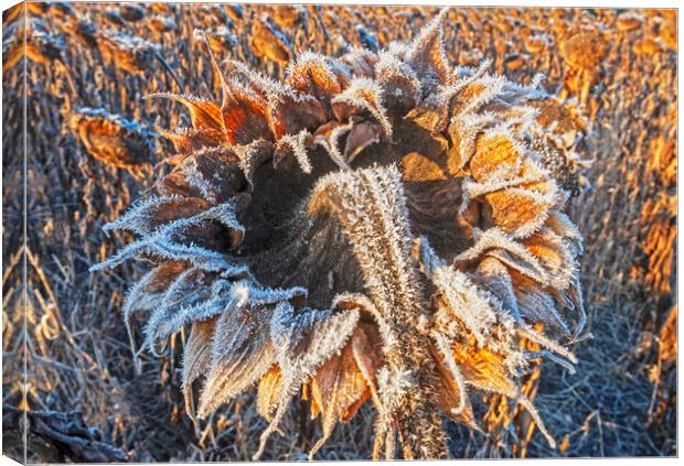 close-up of sunflower head with frost on it Canvas Print by Dave Reede