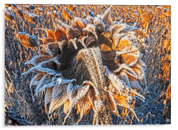 close-up of sunflower head with frost on it Acrylic by Dave Reede