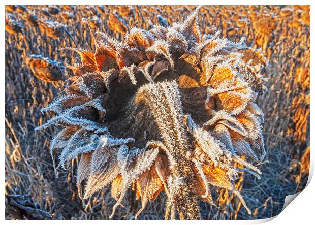close-up of sunflower head with frost on it Print by Dave Reede