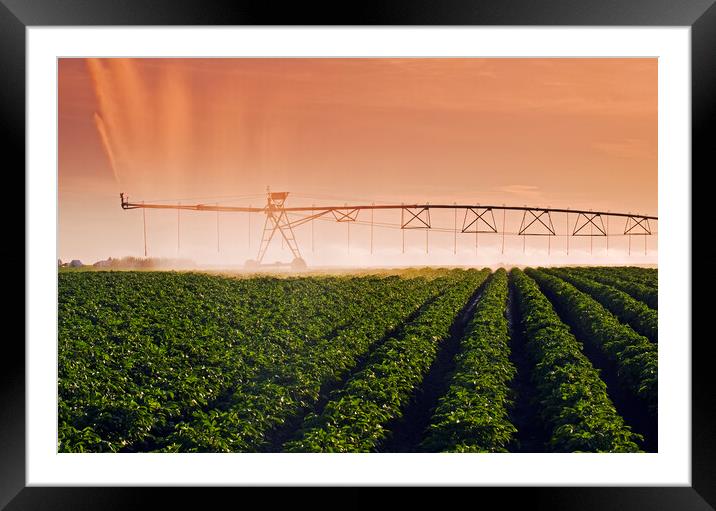 a center pivot irrigation system irrigates potatoes Framed Mounted Print by Dave Reede