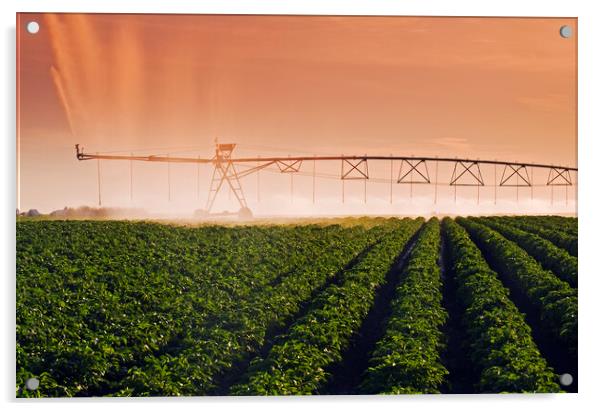 a center pivot irrigation system irrigates potatoes Acrylic by Dave Reede