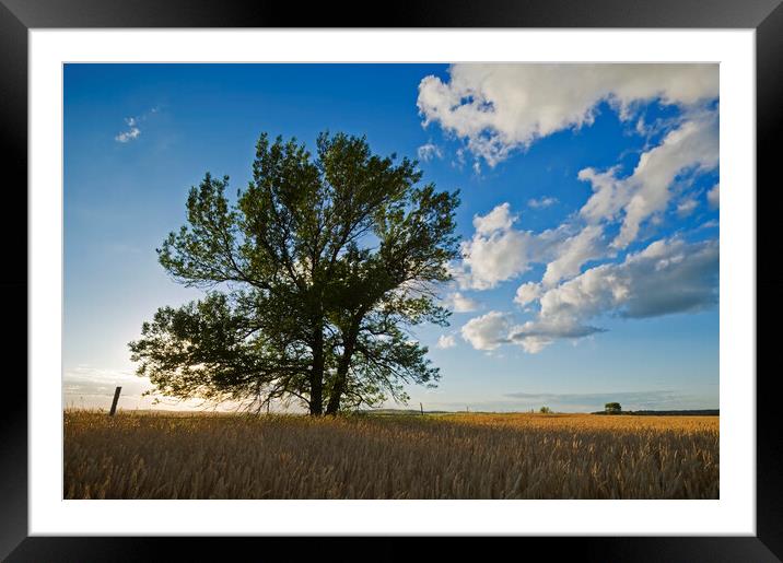 tree in a field of mature wheat Framed Mounted Print by Dave Reede