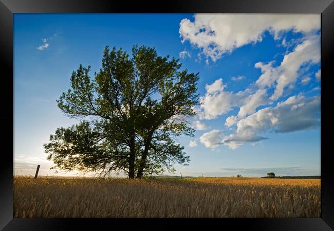 tree in a field of mature wheat Framed Print by Dave Reede