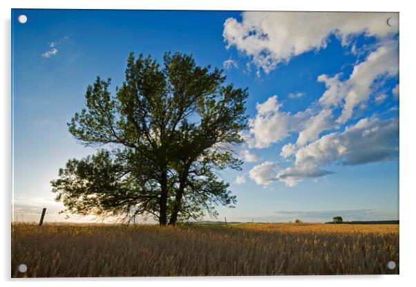 tree in a field of mature wheat Acrylic by Dave Reede