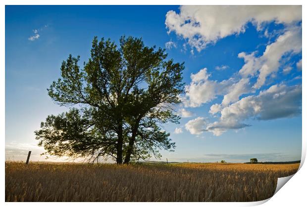 tree in a field of mature wheat Print by Dave Reede