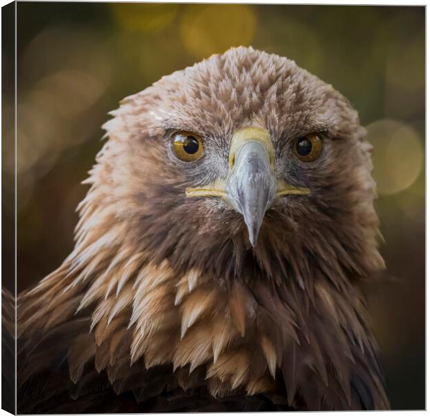 A close up head shot of a golden eagle Canvas Print by Alan Tunnicliffe