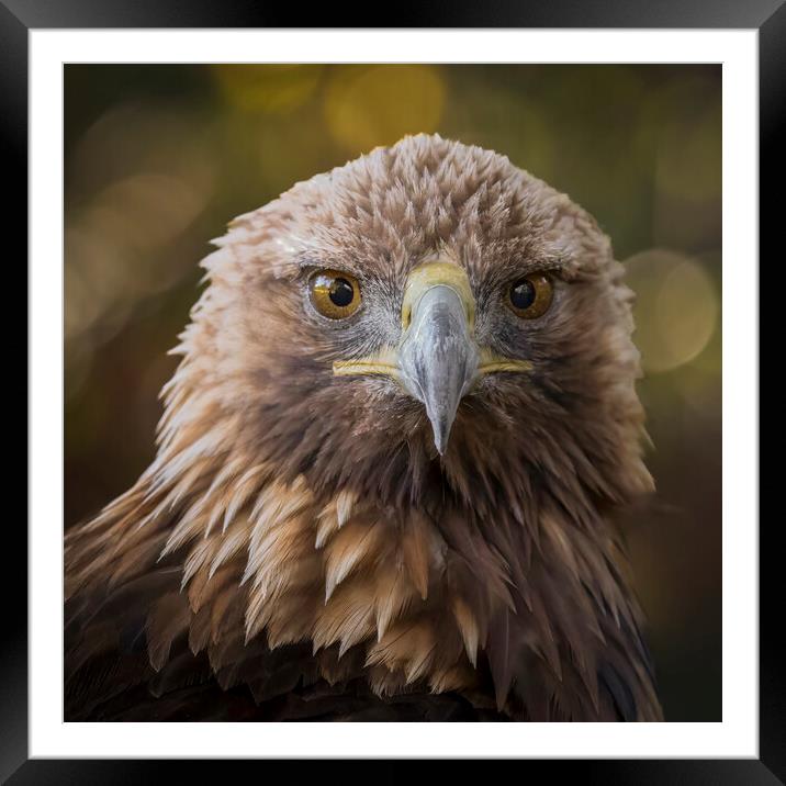 A close up head shot of a golden eagle Framed Mounted Print by Alan Tunnicliffe