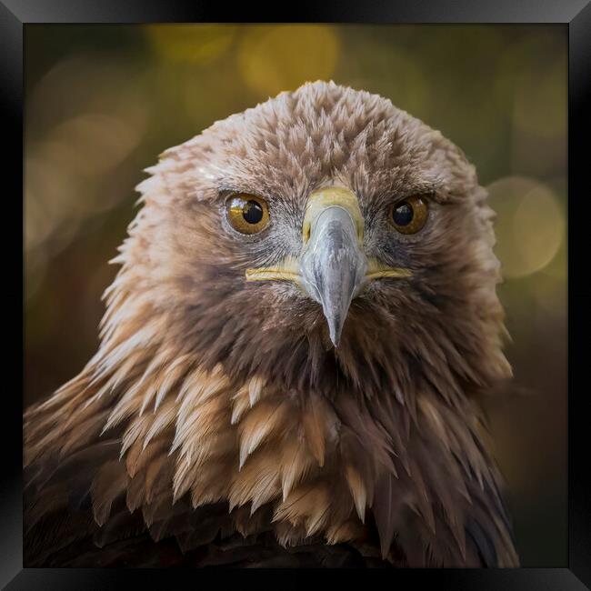 A close up head shot of a golden eagle Framed Print by Alan Tunnicliffe