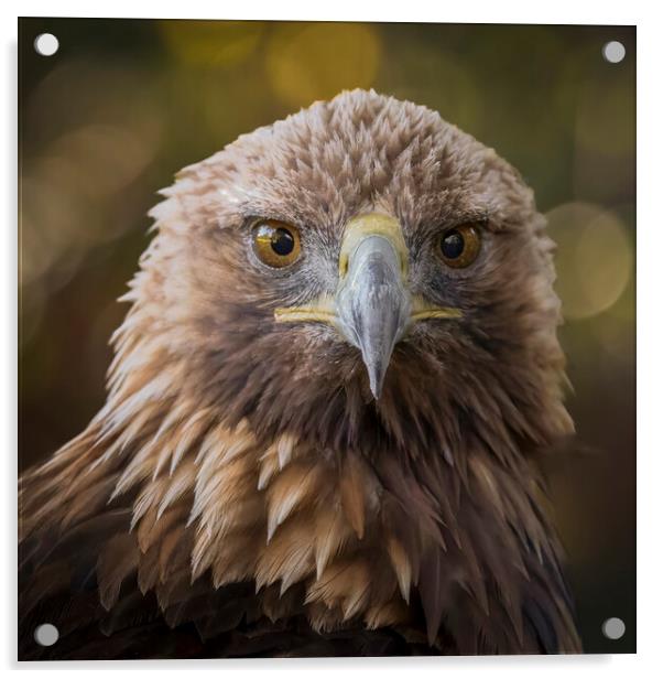 A close up head shot of a golden eagle Acrylic by Alan Tunnicliffe