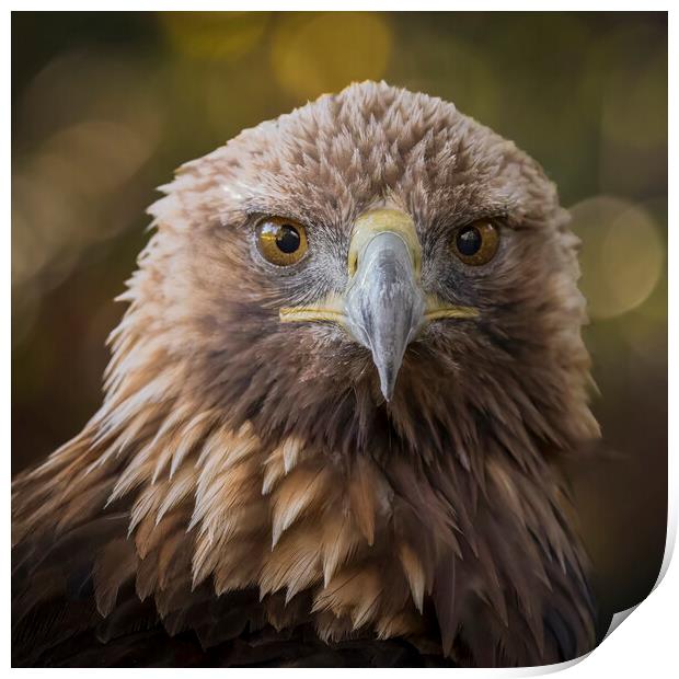 A close up head shot of a golden eagle Print by Alan Tunnicliffe