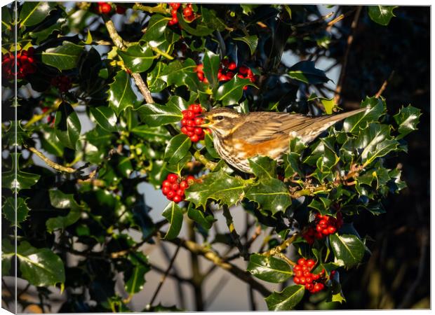 Redwing Enjoying Holly Berries. Canvas Print by Colin Allen