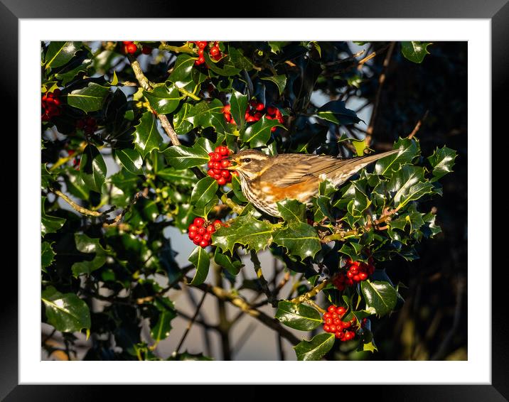 Redwing Enjoying Holly Berries. Framed Mounted Print by Colin Allen