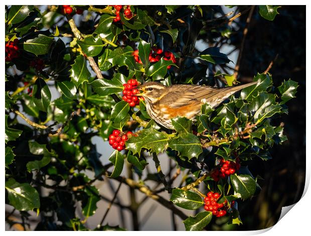 Redwing Enjoying Holly Berries. Print by Colin Allen