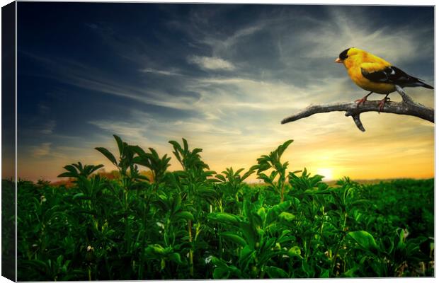 Little yellow bird in the green field Canvas Print by Dejan Travica