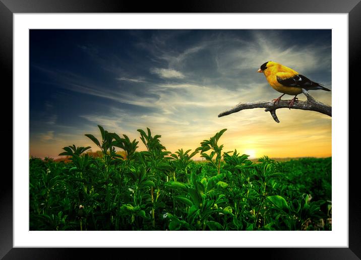 Little yellow bird in the green field Framed Mounted Print by Dejan Travica