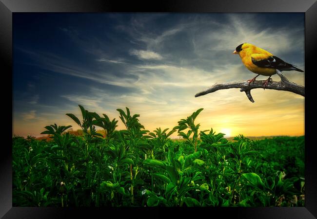 Little yellow bird in the green field Framed Print by Dejan Travica